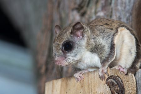 A Roof Inspection Can Keep Flying Squirrels Out Of Your Attic